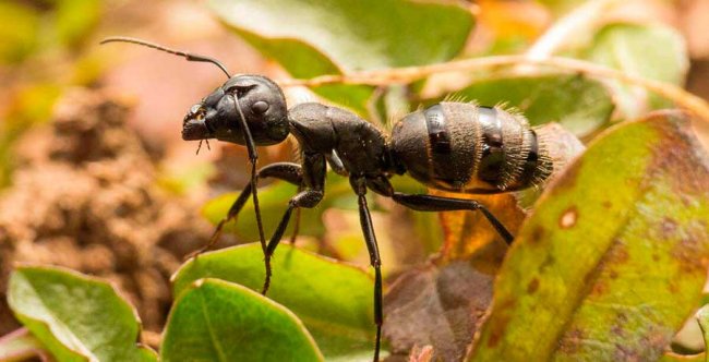 Как избавиться от муравьев на огороде и на участке